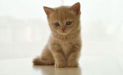 Cute, baby cat, kitten, sitting, pet