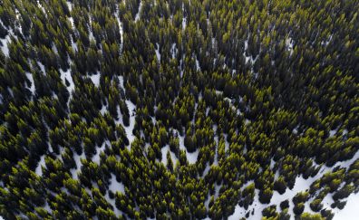 Trees, aerial view, forest, nature