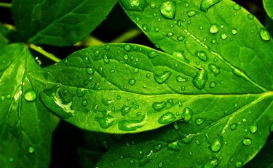 Water drops, green leaves, close up