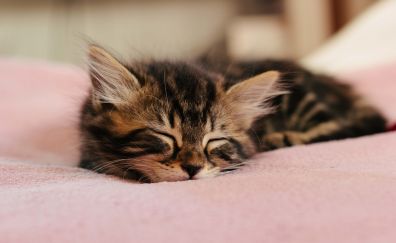 Cute, sleep, kitten, baby animal