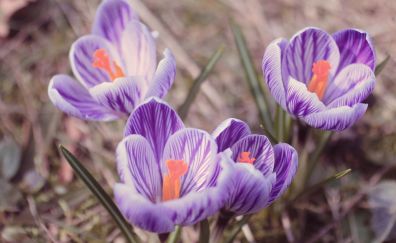 Crocus, spring, purple flowers