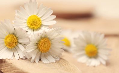 Daisy, blur, white flowers
