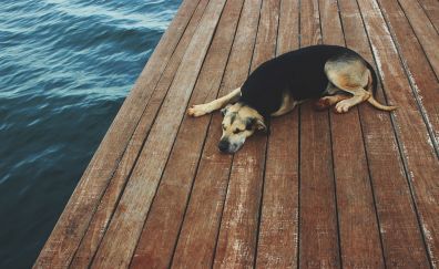 Dog on dock, rest