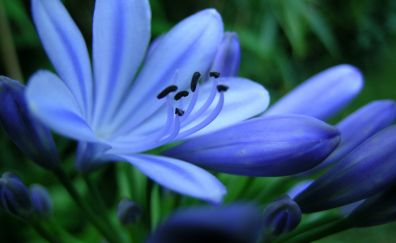 Blue flower, close up, pollen, petals