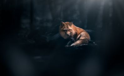 Dark, fox, animal