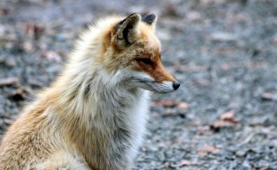 Furry, red fox, cunning animal