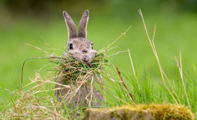 Rabbit, bunny eating grass, cute