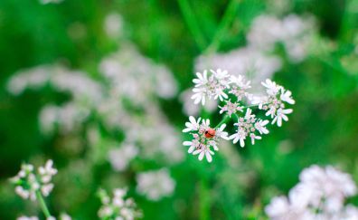 White small flowers, bug, blur