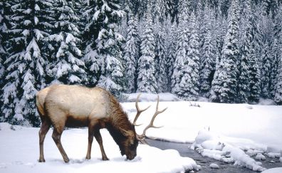 Elk winter animal