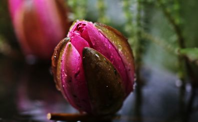 Water lily, pink bud, flower, bloom