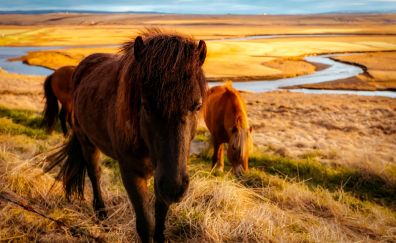 Iceland, horses herd, river, landscape