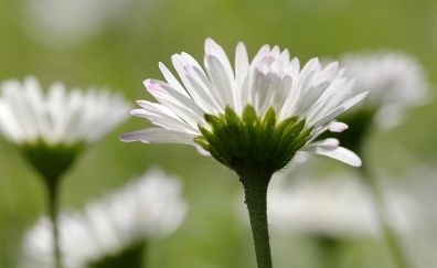 White daisy, flower, petals, blur