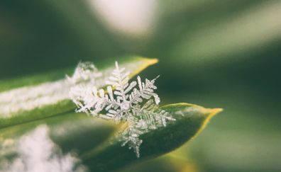 Snowflake, leaves, close up