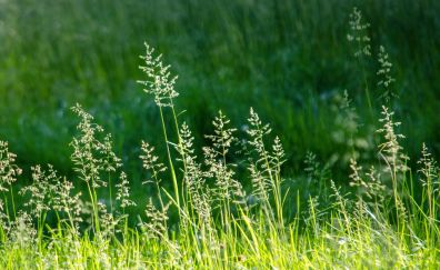 Meadow, grass, plants, nature