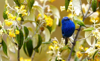 Blue Tanager bird, flowers, sitting