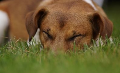 Dog, grass, relaxed, asleep