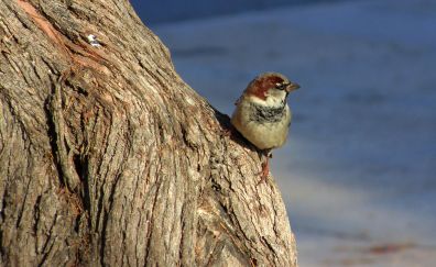 Sparrow bird, small bird, sitting