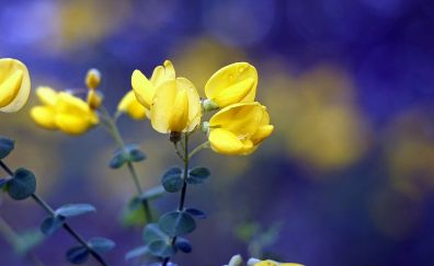 Yellow flowers, spring, blur, bokeh