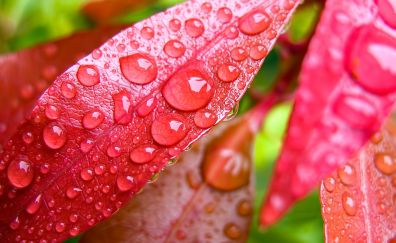 Leaf, water drops, close up