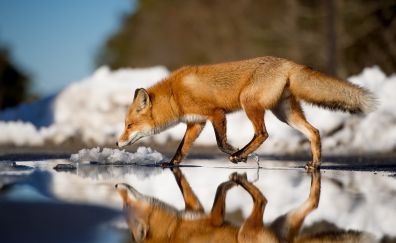 Red fox animals