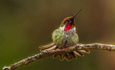 Cute little hummingbird