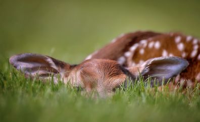 Deer, cute, spotted wild animal, sleep, grass