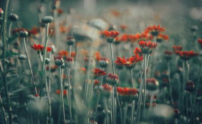 Flowers field, blurred