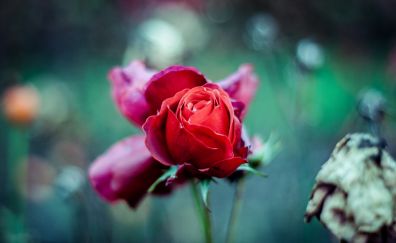 Red rose, flower bud, stem, blur