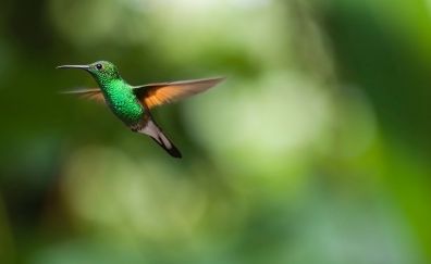 Hummingbird, green cute birds, blur