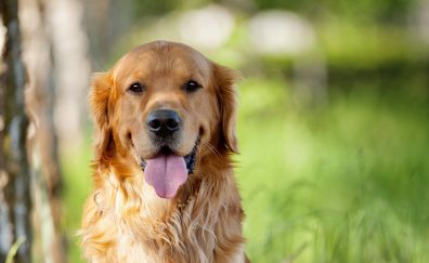 Happy Golden Retriever, dog, animal