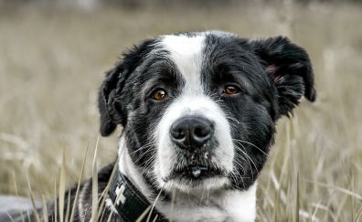 Spotted dog, meadow, muzzle