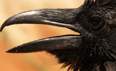 Raven, crow, muzzle, beak, black bird