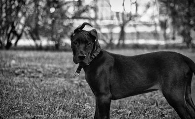 Great Dane dog, animal monochrome
