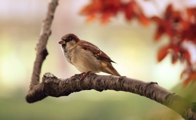 Sparrow bird, sitting on tree branch