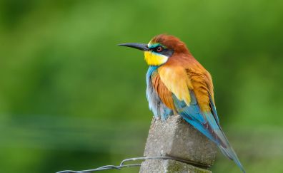 Colorful European bee-eater bird, sitting