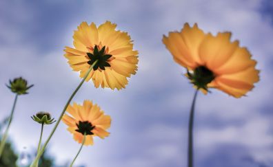 Yellow flowers, sky, close up