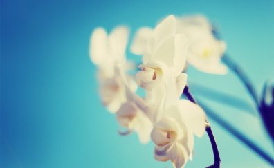 White orchid flowers wallpaper