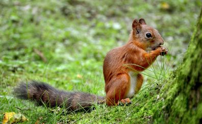 Squirrel, summer, eating