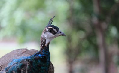 Peacock, bird, bokeh