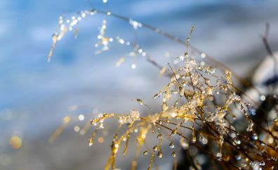 Dew drops, plant branch, sunlight, blur