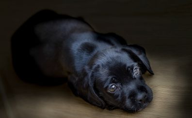 Black puppy dog