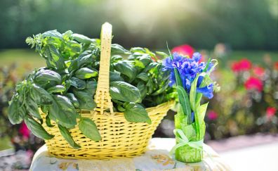Herb, fresh organic vegetables, basket