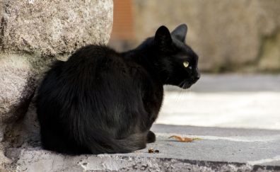 Black cat, sitting, pet animal