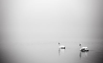 Swan birds, monochrome