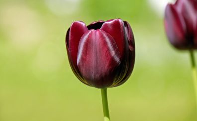 Tulip flower, close up, bud