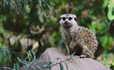Meerkat, cute animal, zoo