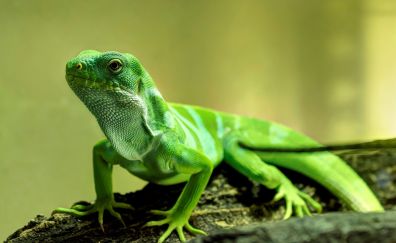 Green lizard, reptile, close up