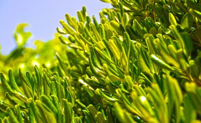 Olive tree, leaves, close up
