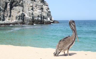 Pelican, big beak, bird, beach