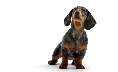 Cute Dachshund dog animal